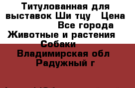 Титулованная для выставок Ши-тцу › Цена ­ 100 000 - Все города Животные и растения » Собаки   . Владимирская обл.,Радужный г.